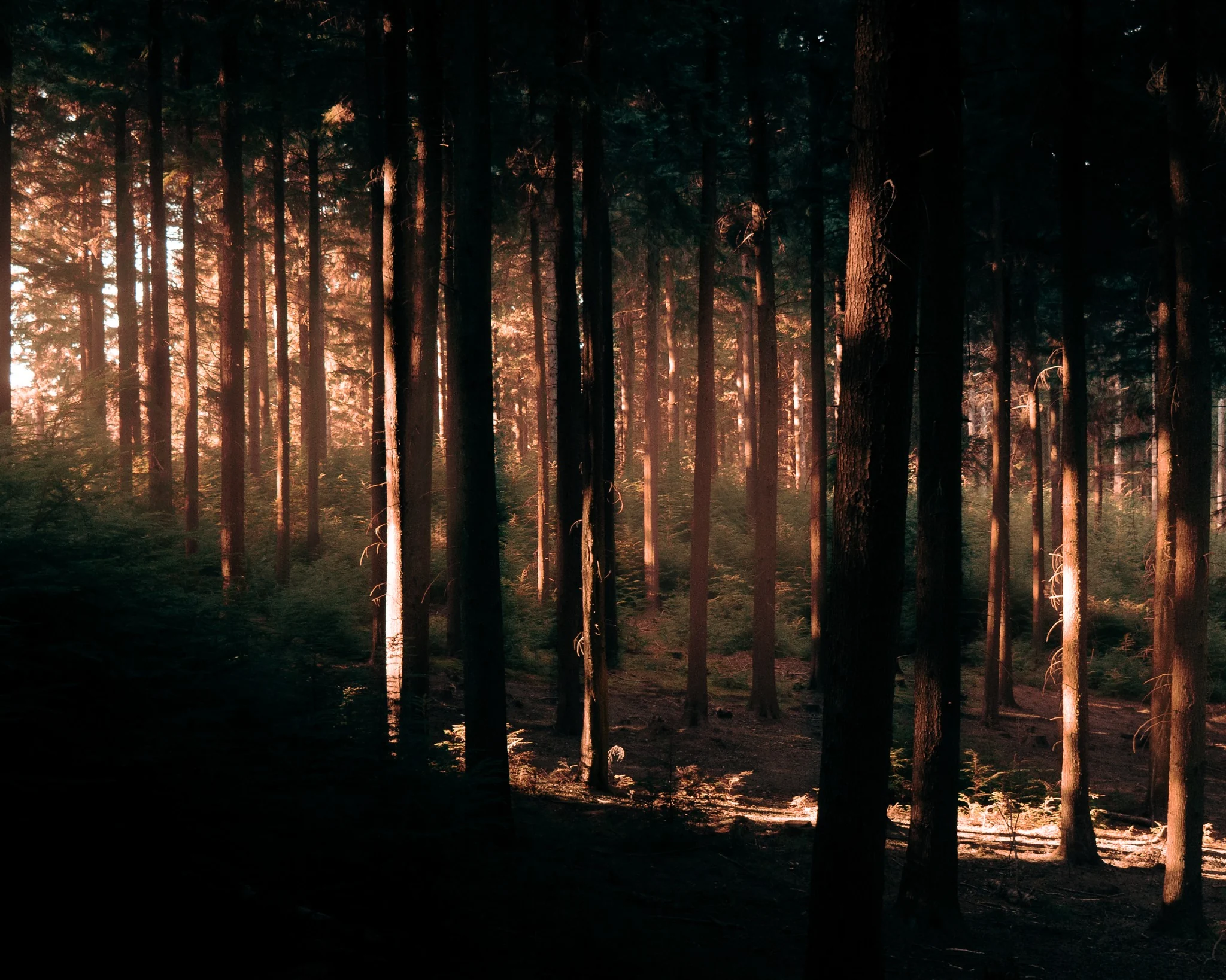 Atmospheric landscape photography in a forest