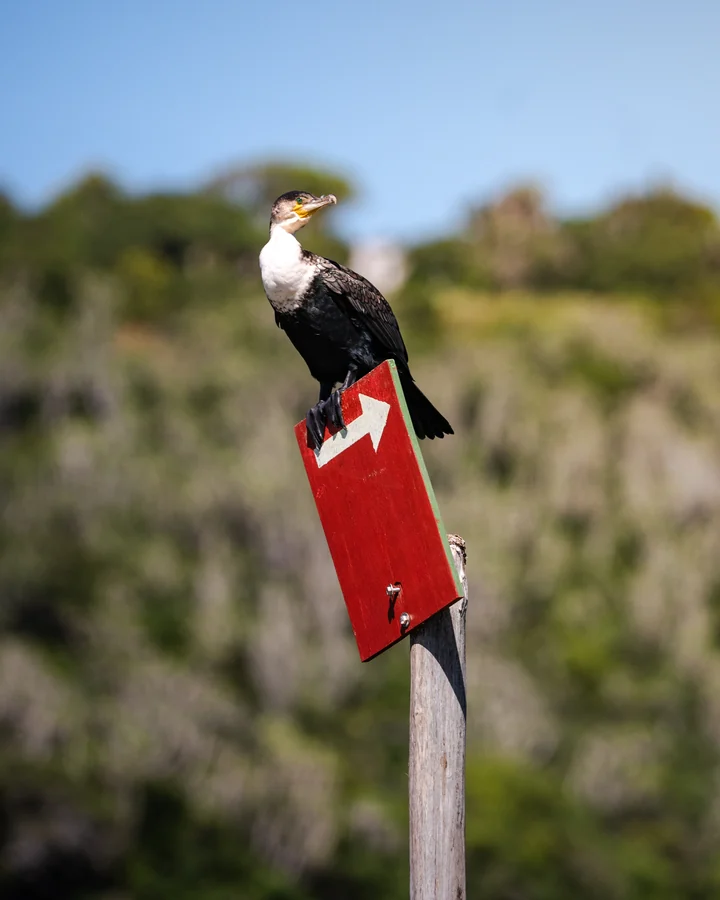 Cormorant on a red sign, South Africa 2026