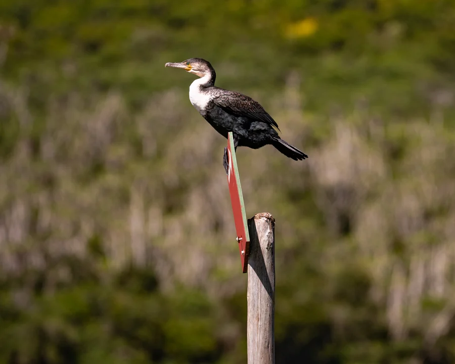 Cormorant perched on a sign, South Africa 2026
