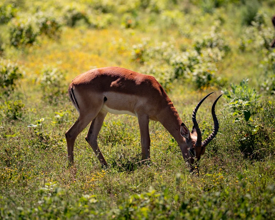 Impala grazing, South Africa 2026