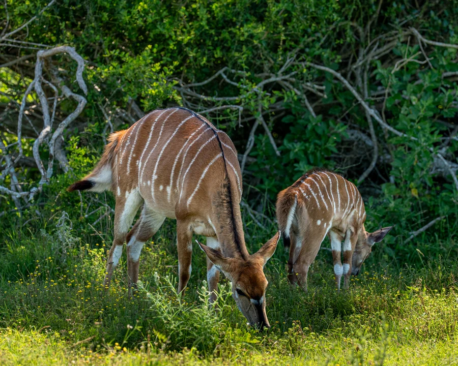 Antelope grazing together, South Africa 2026