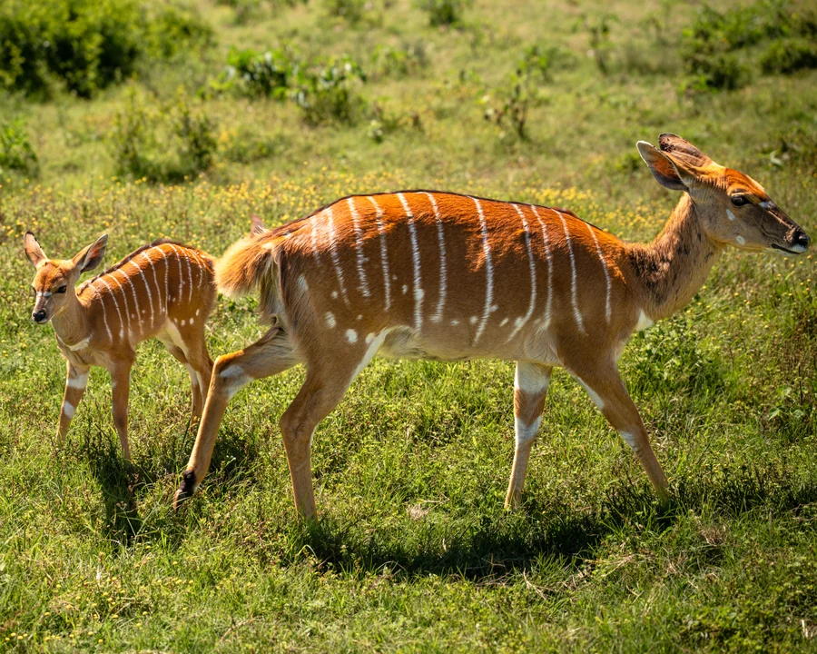 Adult antelope and young, South Africa 2026