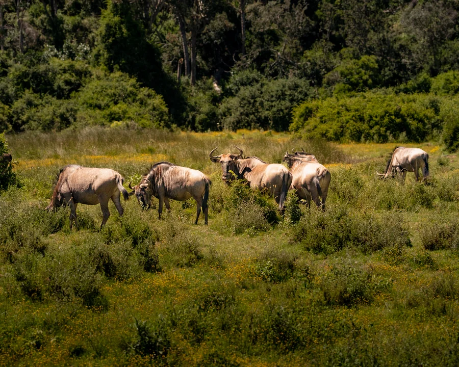 Wildebeest herd in grassland, South Africa 2026