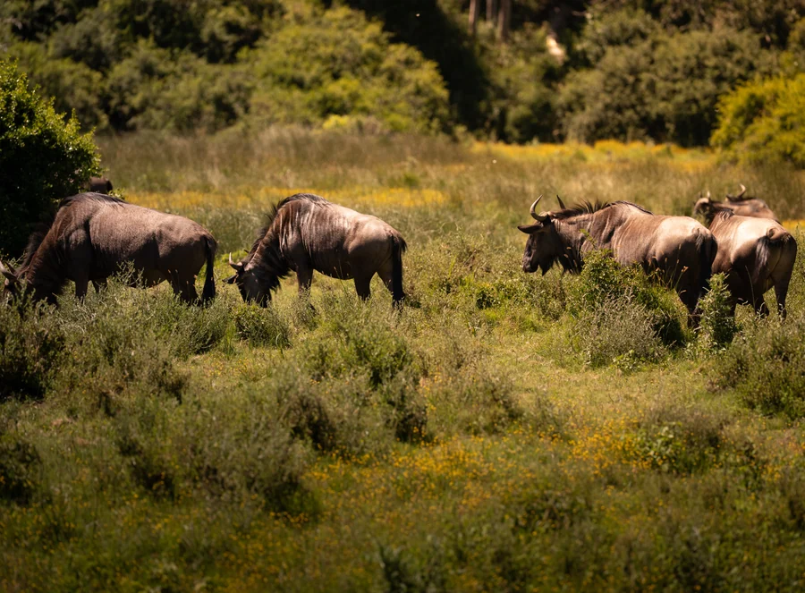 Wildebeest grazing together, South Africa 2026