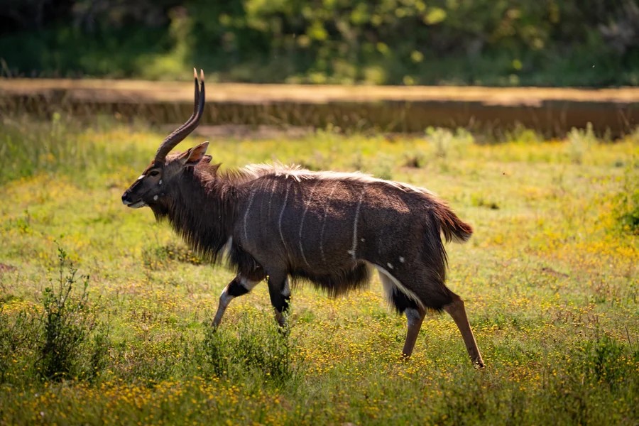 Antelope crossing grassland, South Africa 2026