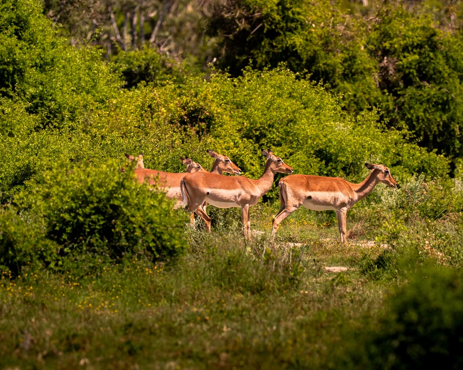 Impala herd in green vegetation, South Africa 2026