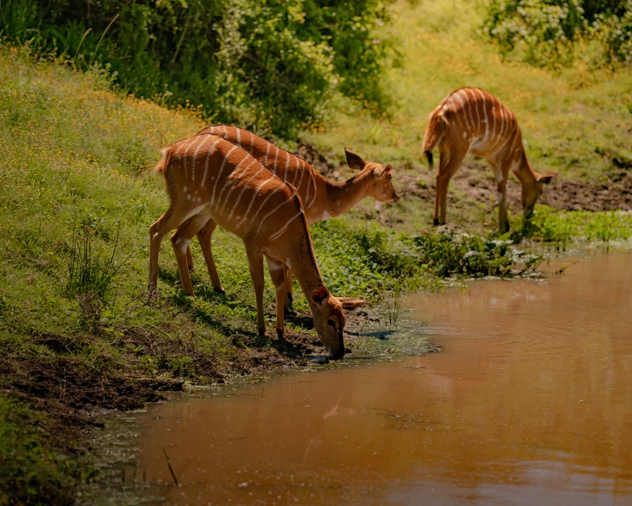 Antelope drinking at the water, South Africa 2026