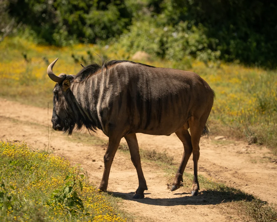 Wildebeest on a sunlit path, South Africa 2026
