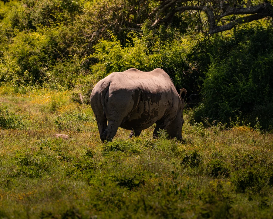 Rhinoceros walking away, South Africa 2026