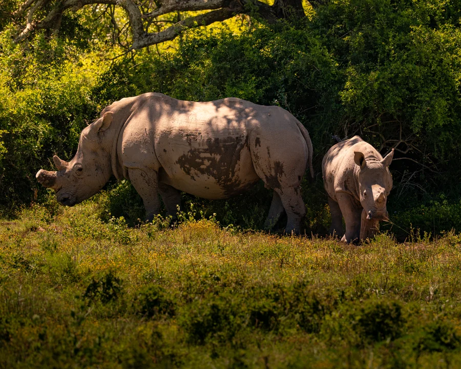 Adult rhinoceros and calf, South Africa 2026