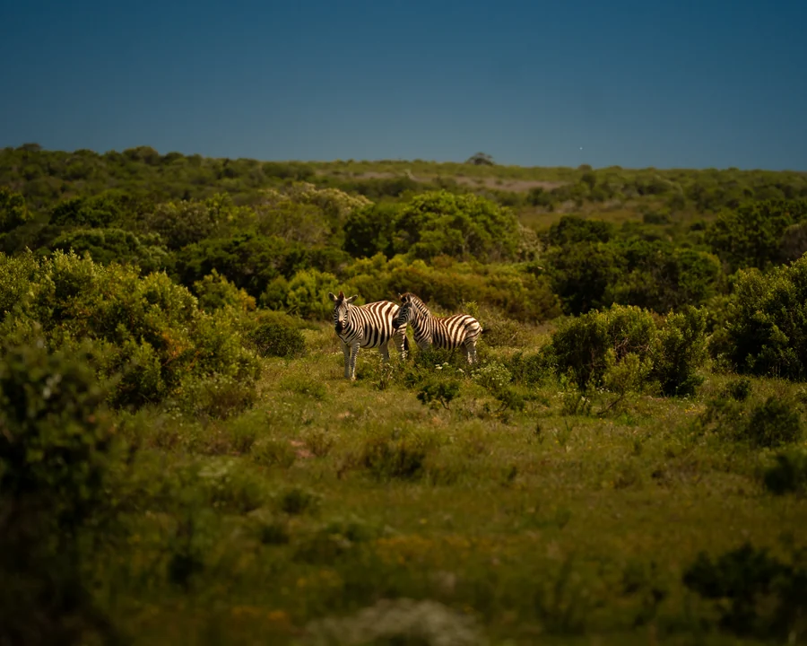 Zebras in their surroundings, South Africa 2026