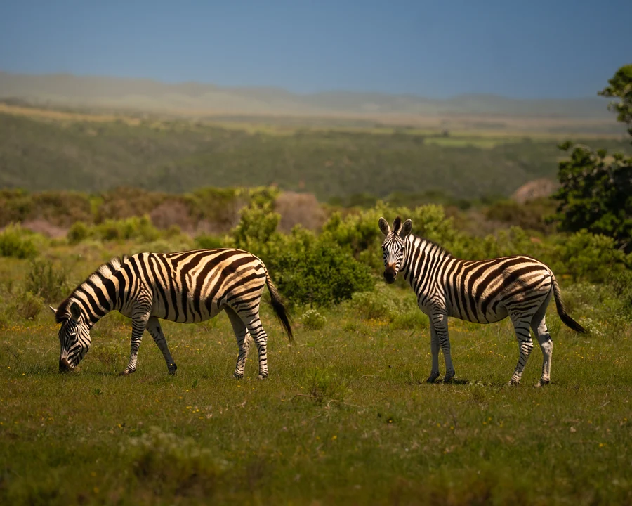 Two zebras in grassland, South Africa 2026