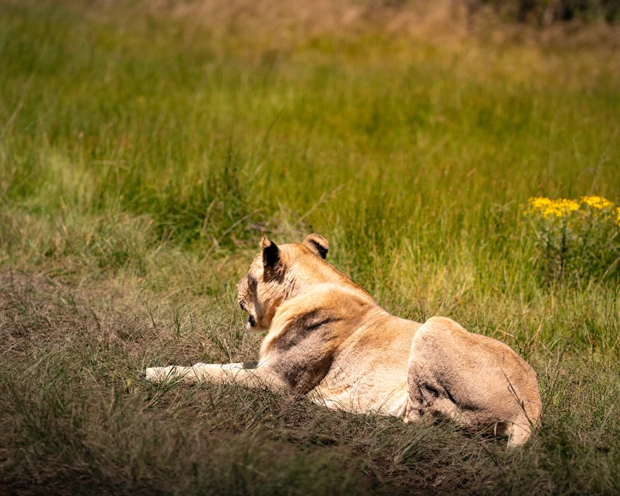 Lioness resting in grass, South Africa 2026