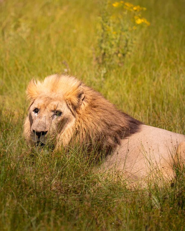 Male lion resting in grass, South Africa 2026