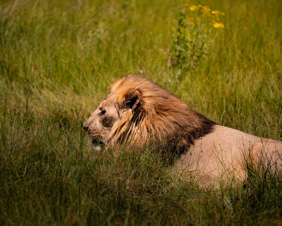 Male lion in profile, South Africa 2026