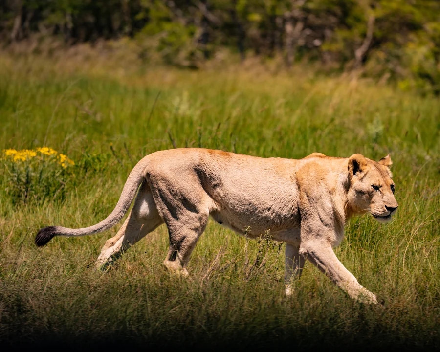 Lioness walking through grass, South Africa 2026