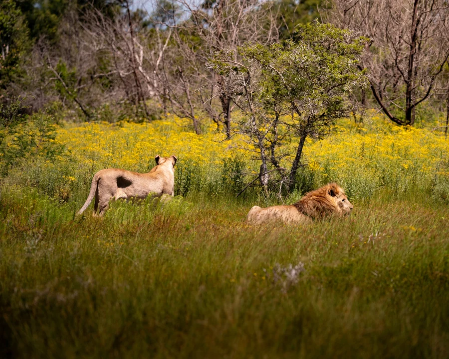 Lions among yellow flowers, South Africa 2026