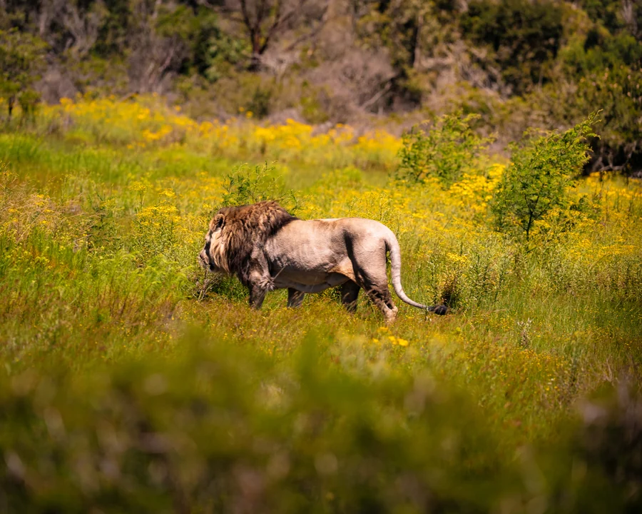 Male lion walking through flowers, South Africa 2026