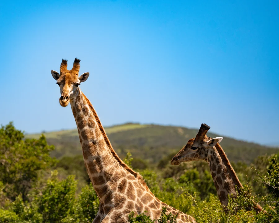 Two giraffes against blue sky, South Africa 2026