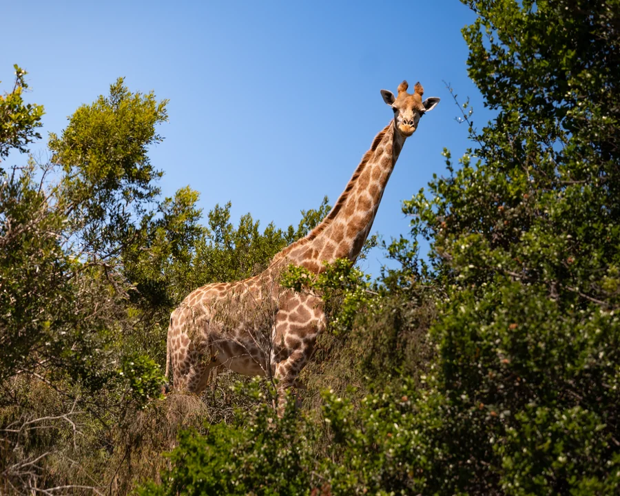 Giraffe among trees, South Africa 2026