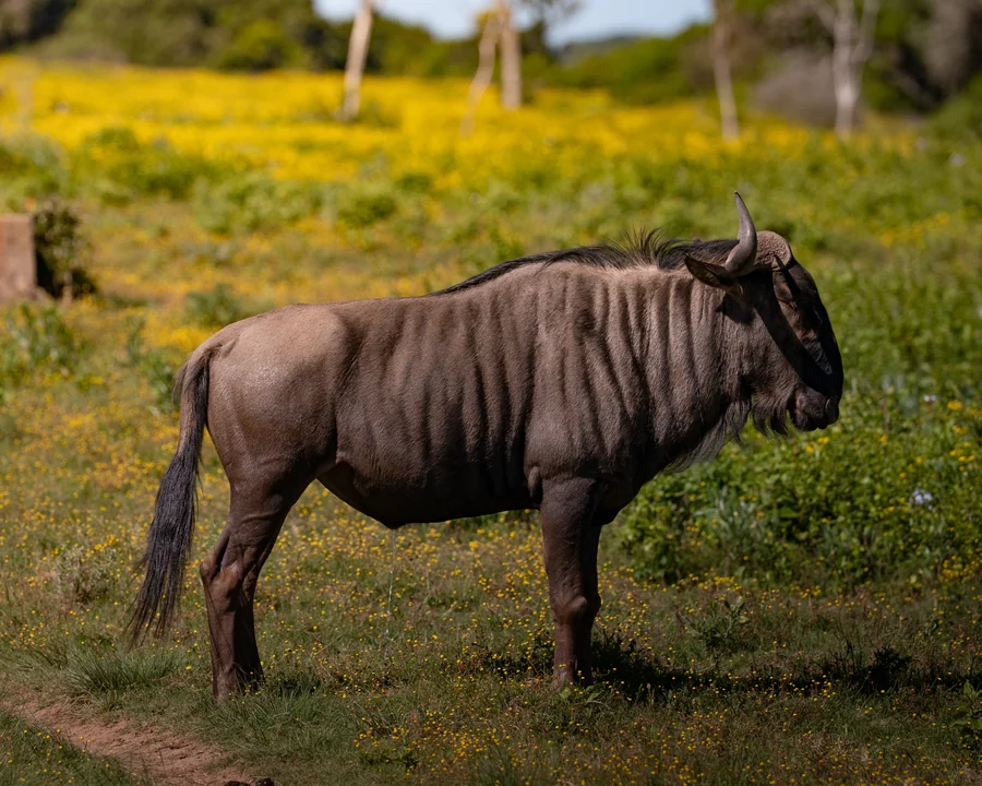 Wildebeest in profile, South Africa 2026