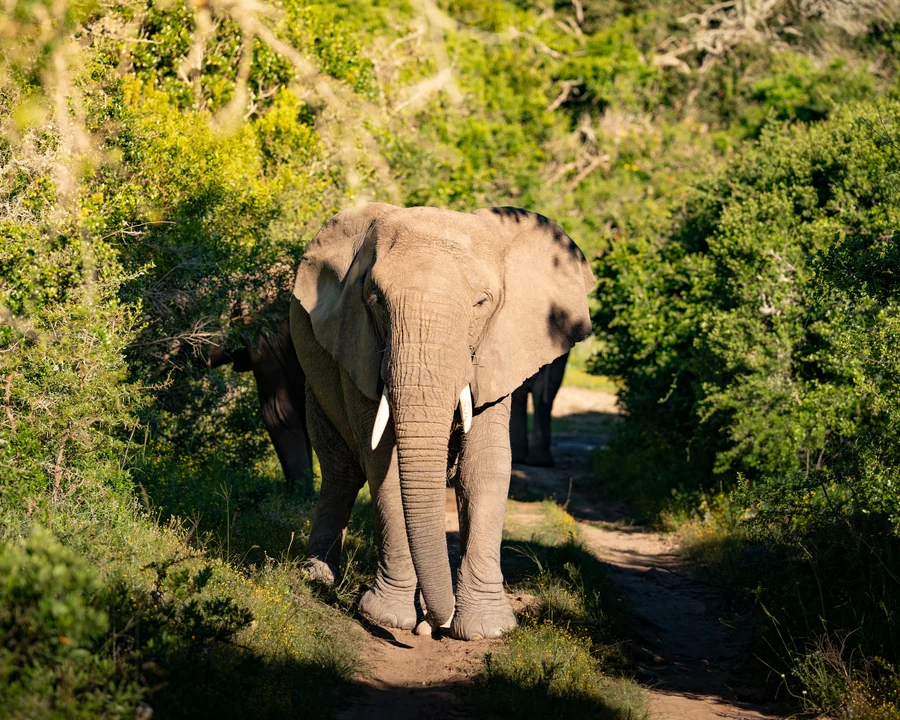Elephant walking along a path, South Africa 2026