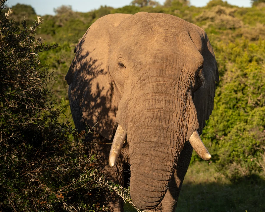 Elephant facing the camera, South Africa 2026