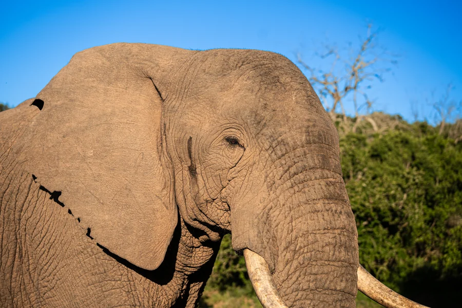 Close view of an elephant, South Africa 2026