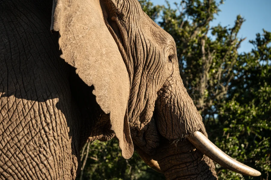 Detail of an elephant’s face, South Africa 2026