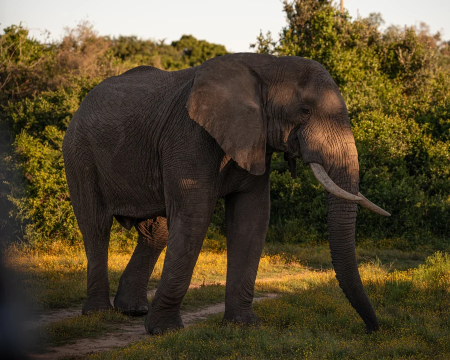 Elephant in warm sunlight, South Africa 2026