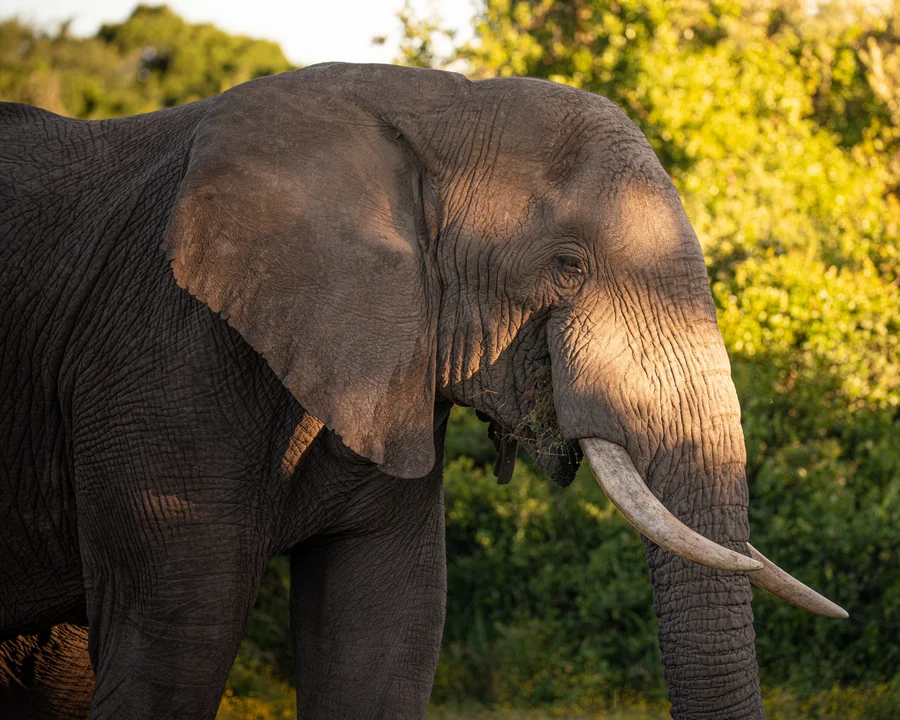 Elephant head in warm light, South Africa 2026